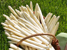 frischer Spargel aus Benzen