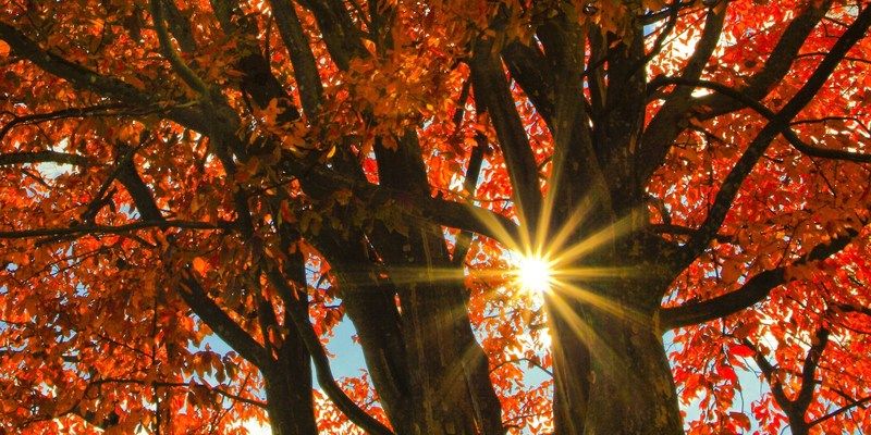 Mittagstischgerichte und Monatsspecials im November