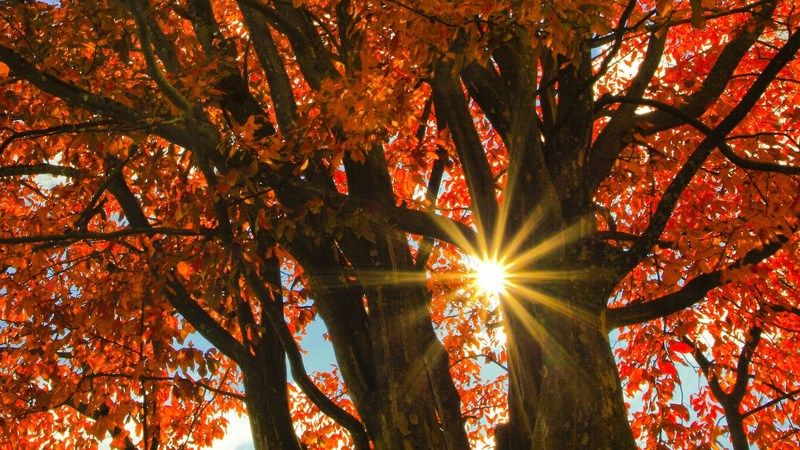 Mittagstischgerichte und Monatsspecials im November